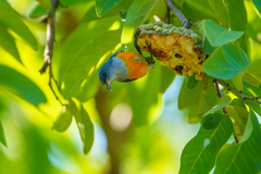 Dicaeum trigonostigma