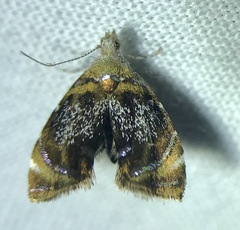 Prochoreutis inflatella