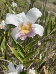 Sobralia