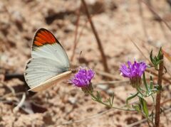 Colotis antevippe gavisa
