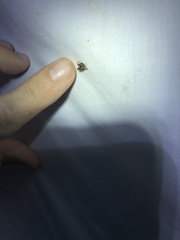 Prochoreutis inflatella