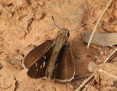 Pelopidas mathias mathias