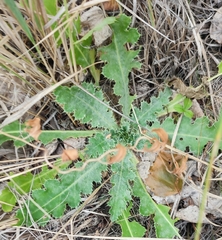 Cirsium acaule esculentum