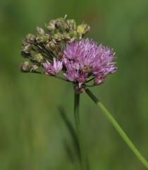 Allium angulosum