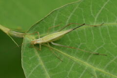 Oecanthus longicauda