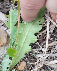 Cirsium acaule esculentum