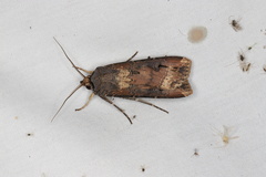 Agrotis