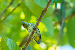 Dicaeum chrysorrheum