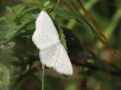 Scopula immutata
