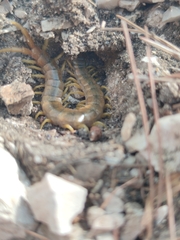 Scolopendra cingulata