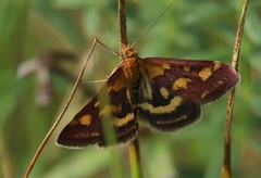 Pyrausta