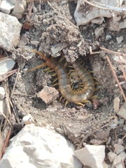 Scolopendra cingulata