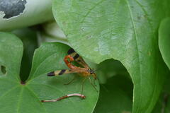 Panorpa japonica