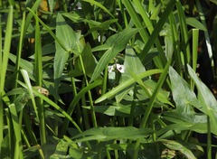 Sagittaria sagittifolia
