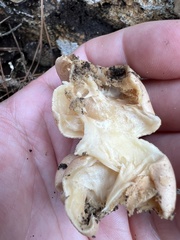 Trichoderma peltatum