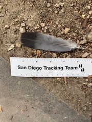 Columba livia domestica