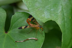Panorpa japonica