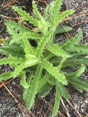 Cirsium repandum