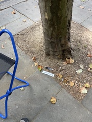 Columba livia domestica