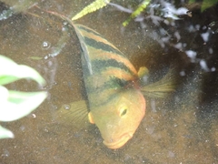 Mayaheros urophthalmus