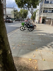 Columba livia domestica