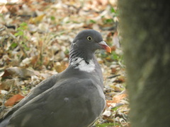 Columba palumbus palumbus