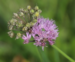 Allium angulosum