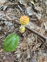 Amanita muscaria guessowii