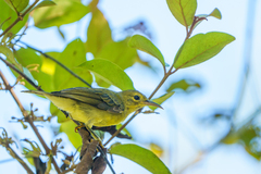 Anthreptes malacensis