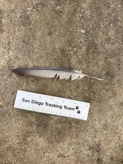 Columba livia domestica