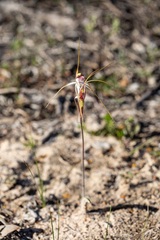 Caladenia longicauda