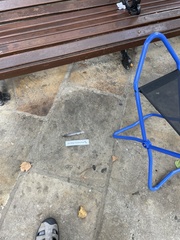 Columba livia domestica