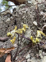 Erythrorchis cassythoides