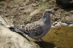 Streptopelia orientalis