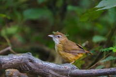 Malacocincla abbotti
