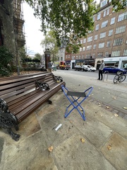 Columba livia domestica