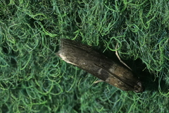 Sciota fumella
