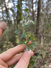 Dodonaea viscosa cuneata