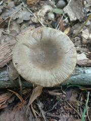 Pseudoclitocybe cyathiformis