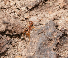 Aphaenogaster longiceps