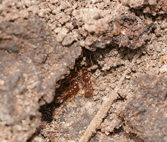 Aphaenogaster longiceps