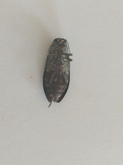 Buprestidae