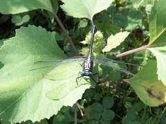 Dromogomphus spinosus