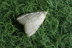 Nola aerugula