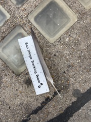 Columba livia domestica