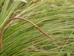 Xanthorrhoea minor lutea