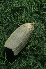 Zelotherses paleana