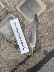 Columba livia domestica