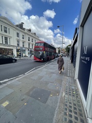Columba livia domestica