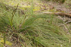 Xanthorrhoea minor lutea